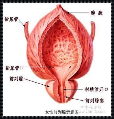 意外发现的“坠肉”现象：探寻文化根源与心灵关怀