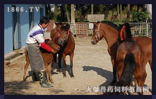 惊现！马吃肉现象探秘