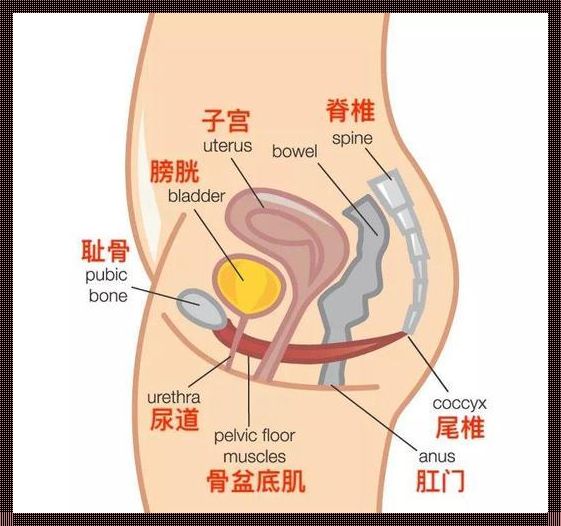 阴道紧缩之谜：文化、跑步与自然之道