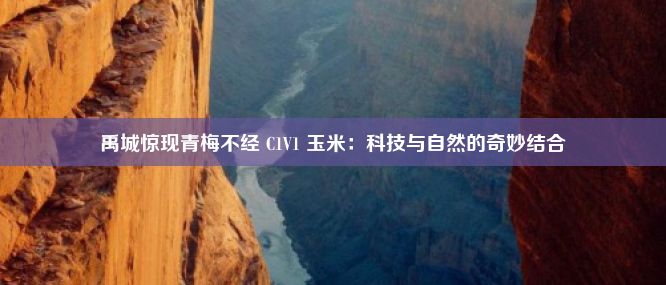 禹城惊现青梅不经 C1V1 玉米：科技与自然的奇妙结合