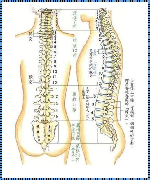 腰椎向前凸的背后原因探究