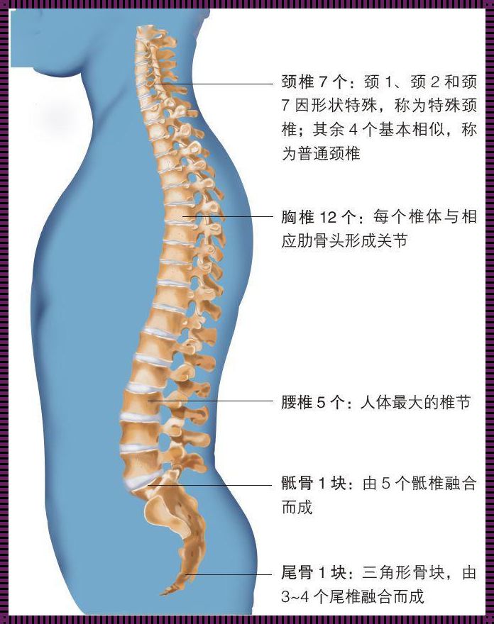 脊椎与脊柱：奥秘与区别揭秘