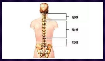 腰椎前凸的文化、科技与自然之谜