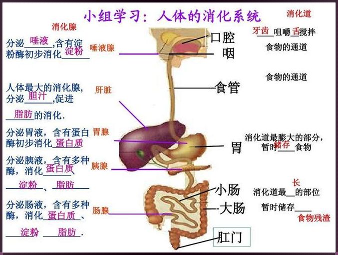 神奇的人体消化之旅：动画视频揭秘消化过程