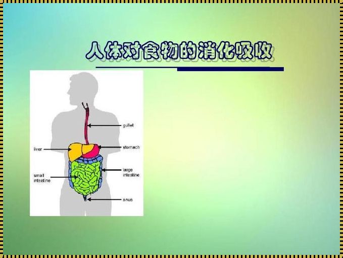 神奇的人体消化之旅：动画视频揭秘消化过程