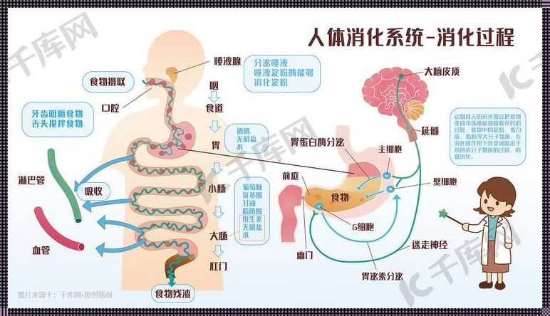 神奇的人体消化之旅：动画视频揭秘消化过程