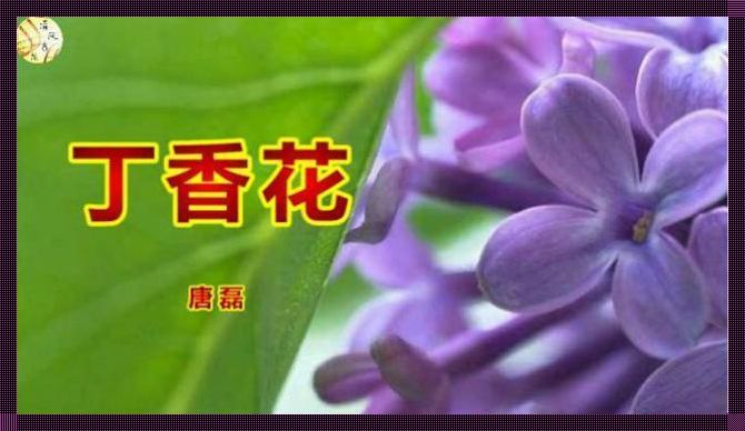 莱阳科技揭秘：丁香花视频风波背后的真相