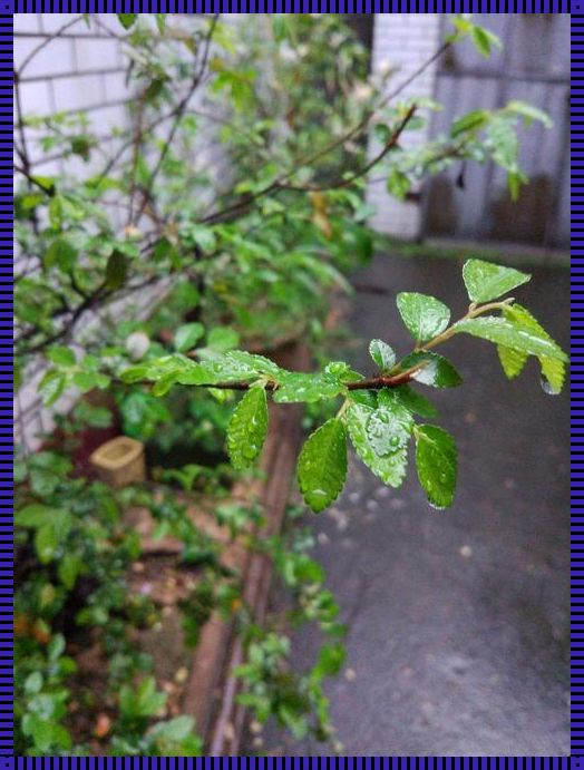 春雨滋润张家口，惊现生机勃勃景象