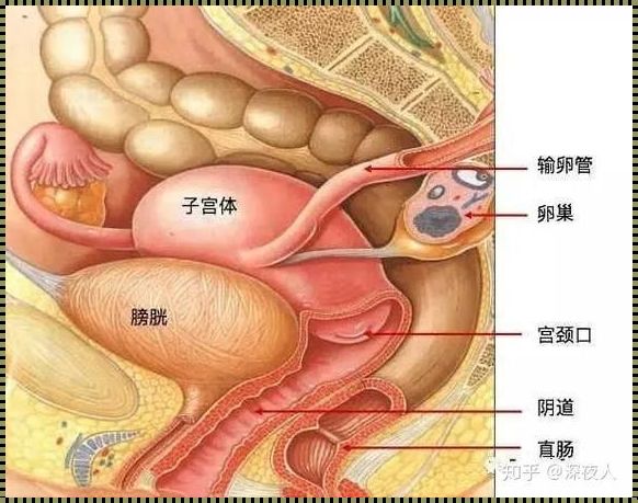 完美女人养成系统：科技与艺术的完美融合