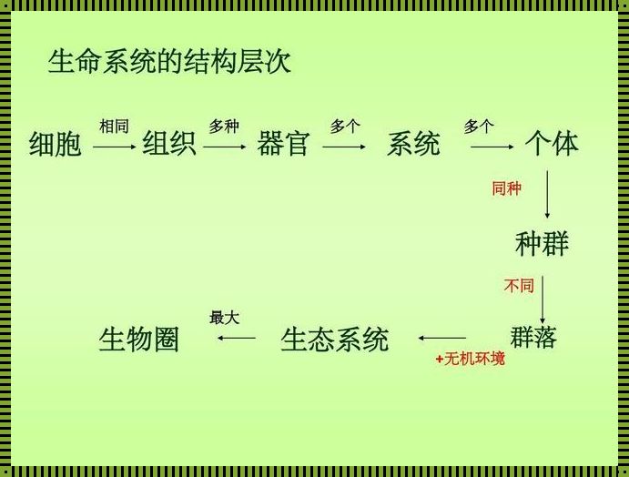 生物系统结构层次：生命的层层奥秘