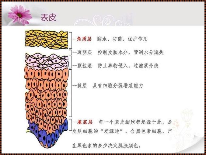 控制层的作用——揭秘