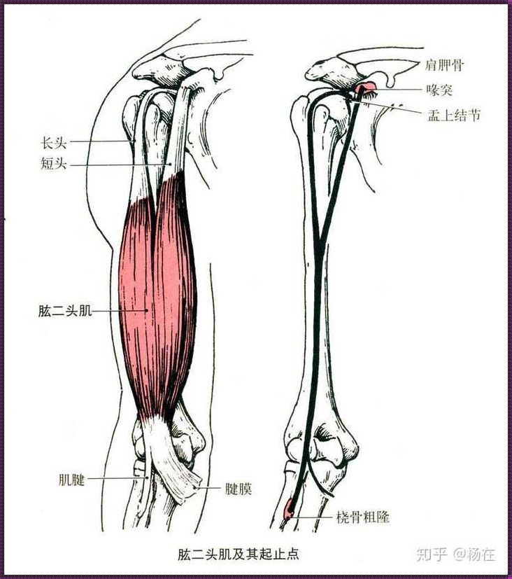 肌腹肌腱示意图：探索人体肌肉的奇妙