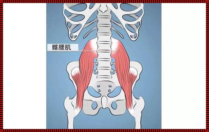 髂腰肌：关于它的神秘面纱