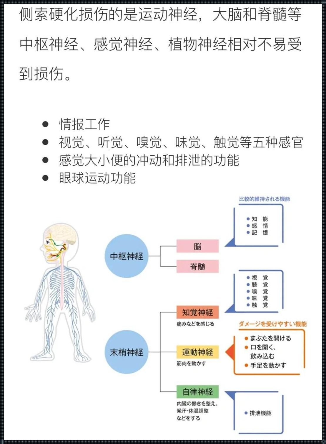 渐冻症4种类型寿命：探索生命的坚韧与脆弱