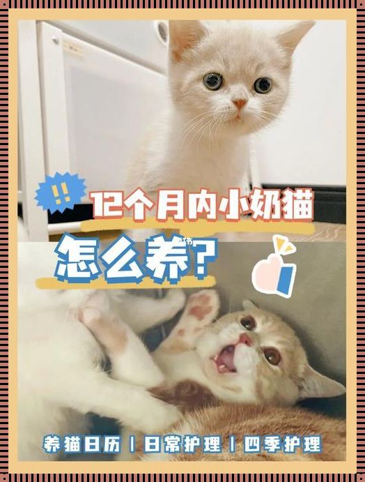 奶猫怎么养活：一份充满爱心的养护指南