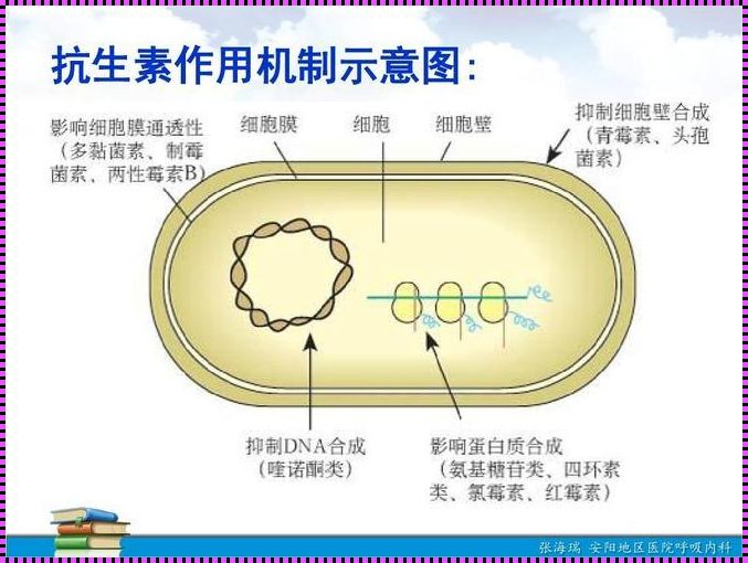 肺炎克雷伯耐药机制的深入探讨