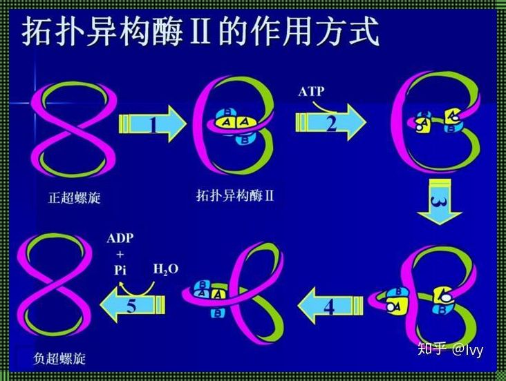 拓扑学特性生物学：揭示生命之源的奥秘