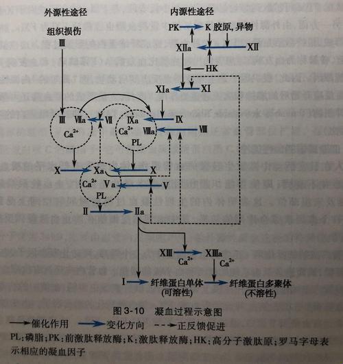 《血rt凝血机制：“喷”出来的奥秘》