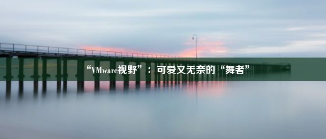 “VMware视野”：可爱又无奈的“舞者”