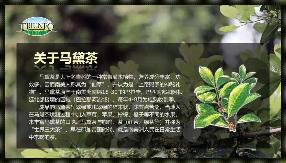 马黛茶神奇力量：体育科技领域中的十大非凡功效